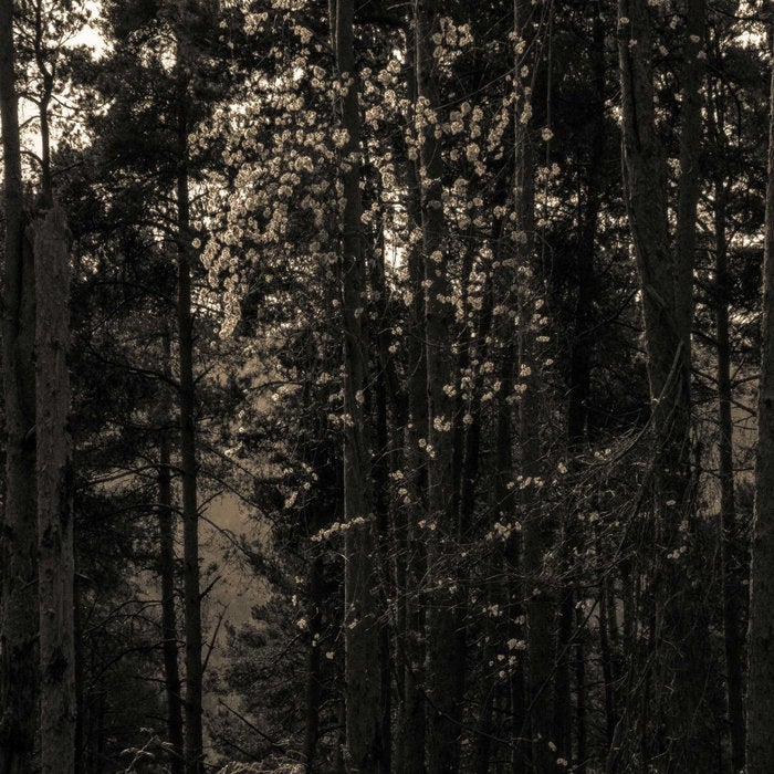 ALBUM: ICOSAHEDRONE [Diffuse Reality]