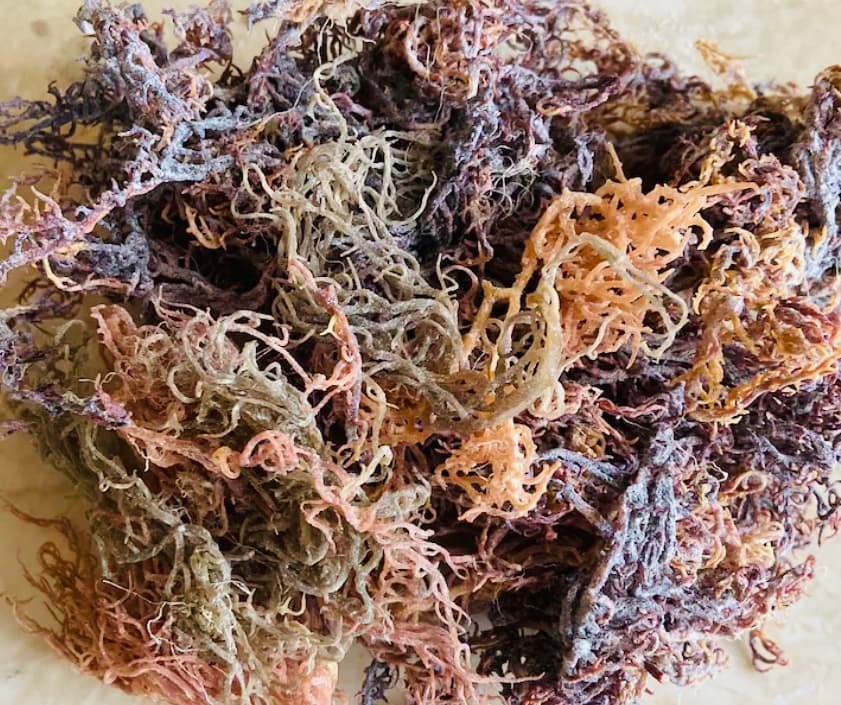 Full Spectrum Wildcrafted Seamoss