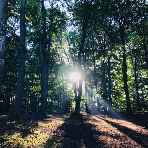 Sandmann - Wandering through the deep forests of Endor 2021
